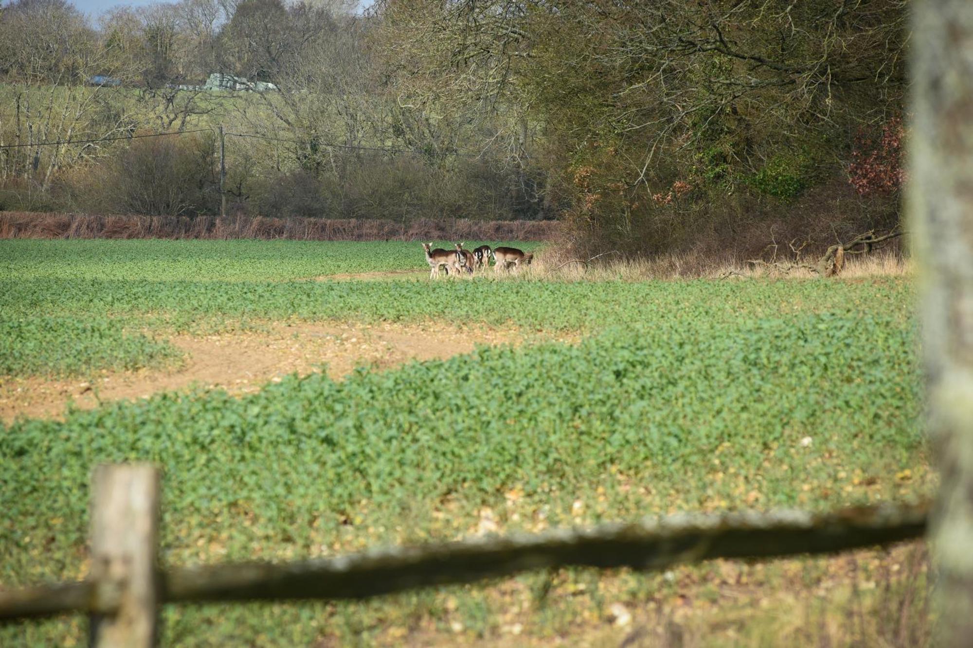 Air Maison - The Cow Shed Wow Factor Countryside Retreat Westbourne  Exteriör bild